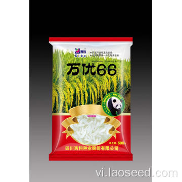 Túi hạt gạo lai chất lượng cao